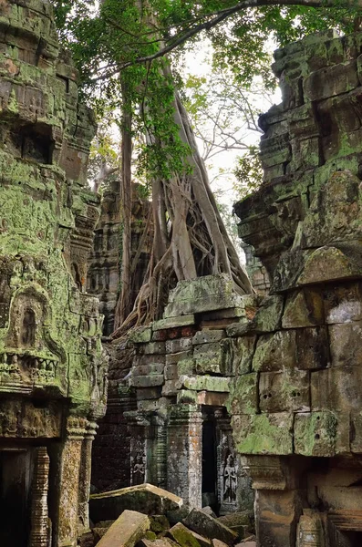 Templo de Ta Prohm, Angkor Wat, Camboja — Fotografia de Stock