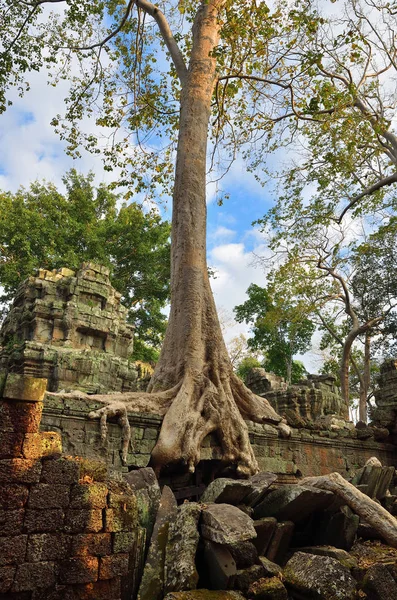 Tempio di Ta Prohm, Angkor Wat, Cambogia — Foto Stock