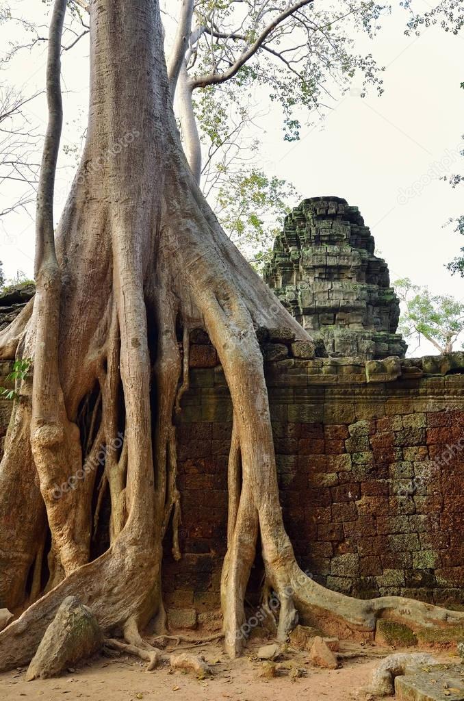 Ta Prohm temple, Angkor Wat, Cambodia