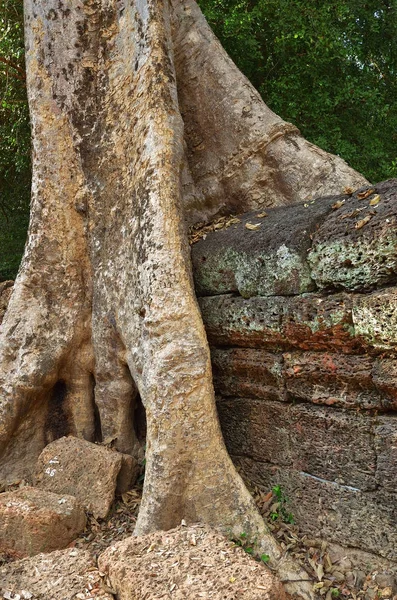 Templo Ta Prohm, Angkor Wat, Camboya — Foto de Stock