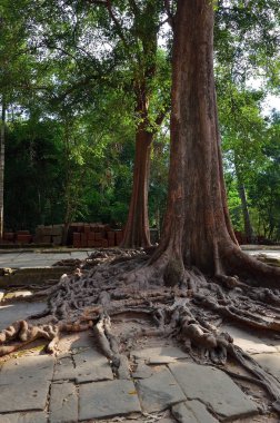 ta prohm Tapınağı, angkor wat, cambodia