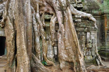 ta prohm Tapınağı, angkor wat, cambodia