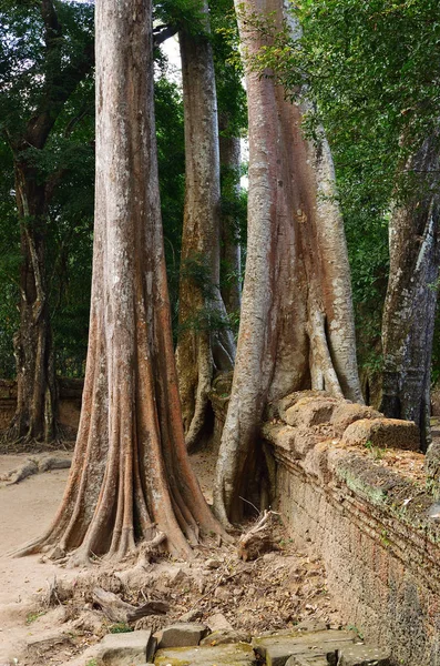 Templo de Ta Prohm, Angkor Wat, Camboja — Fotografia de Stock