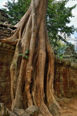 ta prohm Tapınağı, angkor wat, cambodia