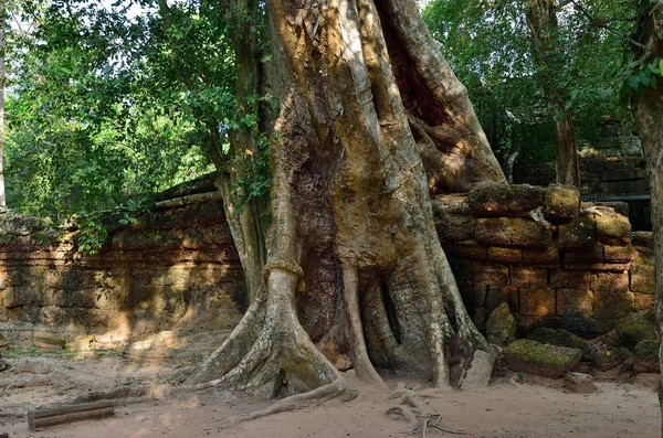 Ta prohm Tempel, angkor wat, Kambodscha — Stockfoto