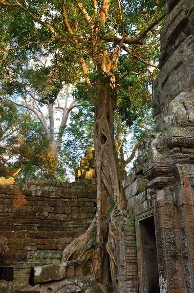タ ・ プローム寺院、アンコール ワット、カンボジア — ストック写真