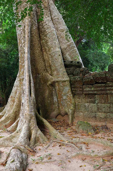 Ta prohm-templet, angkor wat, Kambodja — Stockfoto