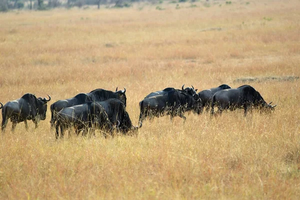 Gnus no Quénia, Masai Mara — Fotografia de Stock