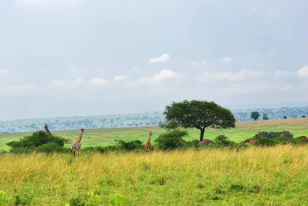 Queen Elizabeth nationalpark i gryningen Uganda — Stockfoto