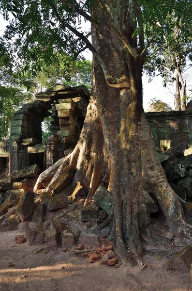 Templo Ta Prohm, Angkor Wat, Camboya — Foto de Stock