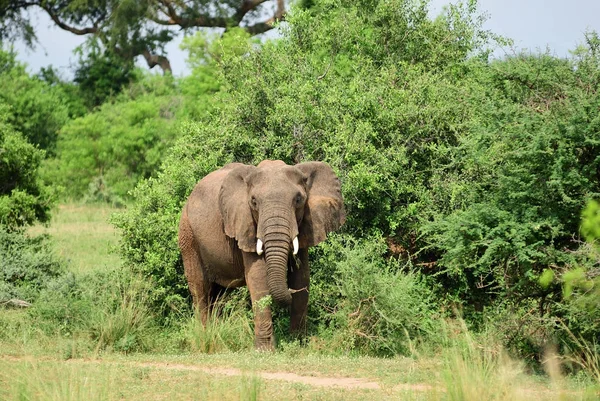 Elephant, Uganda, Africa — Stock Photo, Image
