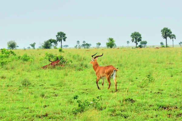 Antilop reedbuck, Uganda, Afrika — Stok fotoğraf