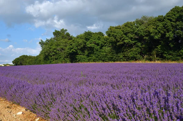 Venkovské krajiny Provence, Francie — Stock fotografie