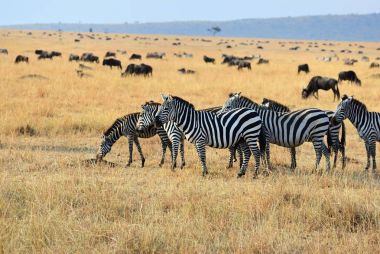 Afrika yaban hayatı, Kenya