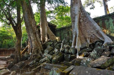 ta prohm Tapınağı, angkor wat, cambodia
