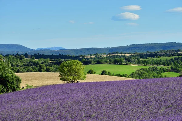 Provenza paesaggio rurale, Francia — Foto Stock