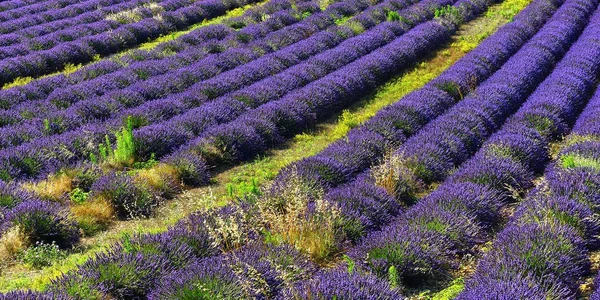 Lavender field, Provence, France — Stock Photo, Image