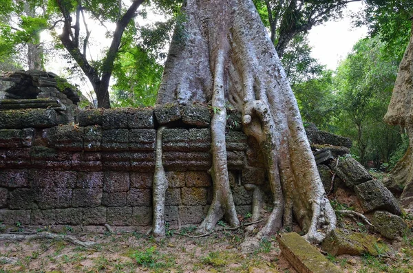 TA prohm ναός, angkor wat, Καμπότζη — Φωτογραφία Αρχείου