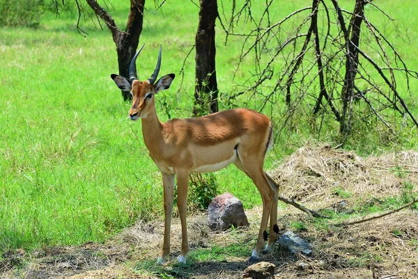 Impala antilop, Tanzanya, Afrika — Stok fotoğraf