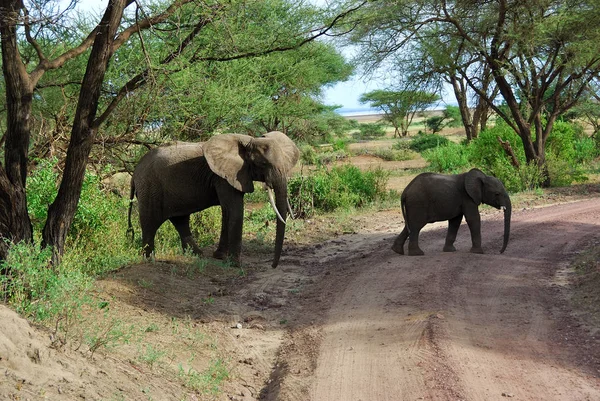 Göl: Manyara Milli Parkı Tanzanya Afrika filleri — Stok fotoğraf