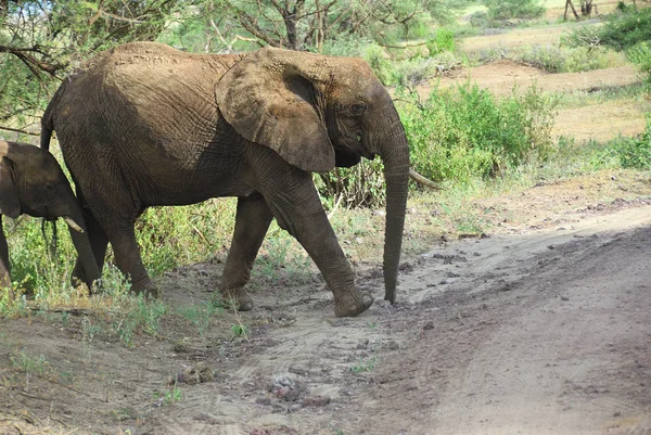 Słonie afrykańskie w Parku Narodowego Lake Manyara, Tanzania — Zdjęcie stockowe