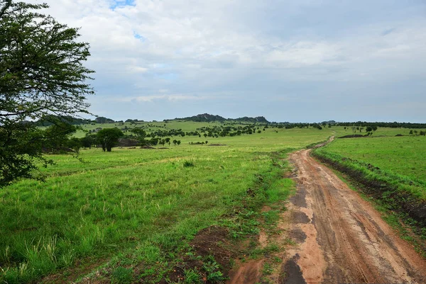 Camino en Serengeti, Tanzania — Foto de Stock