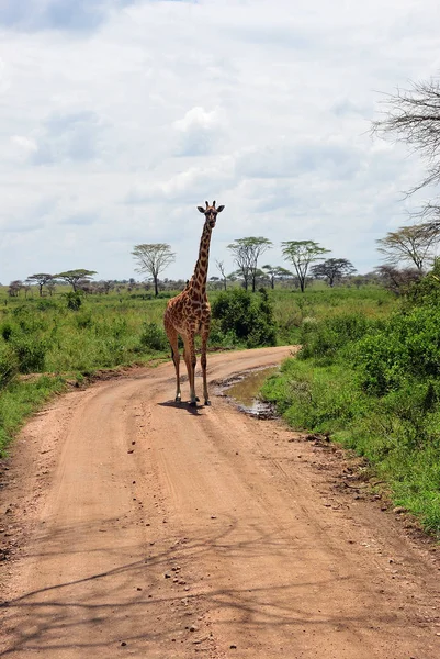 坦桑尼亚塞伦盖蒂的公路 — 图库照片