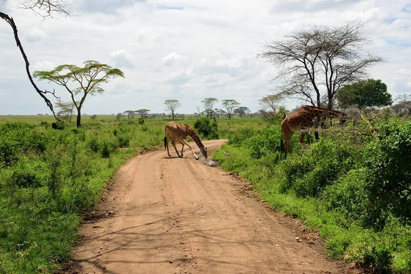 Road in Serengeti, Tanzania — Stock Photo, Image