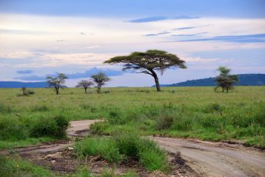 Serengeti Milli Parkı sahne, Tanzanya, Afrika