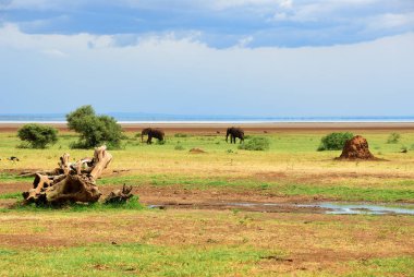 Lake Manyara National Park Tanzania clipart