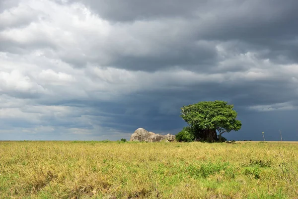 Serengeti Nationalpark natur, Tanzania, Afrika — Stockfoto