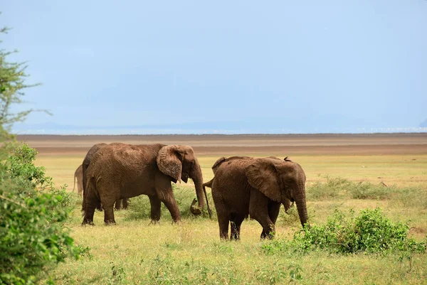 Африканские слоны на озере Маньяра — стоковое фото