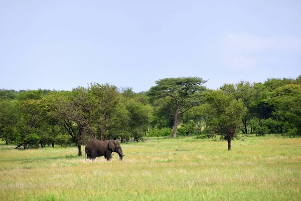 सेरेन्गेटी नॅशनल पार्क टांझानिया मध्ये आफ्रिकन हत्ती — स्टॉक फोटो, इमेज
