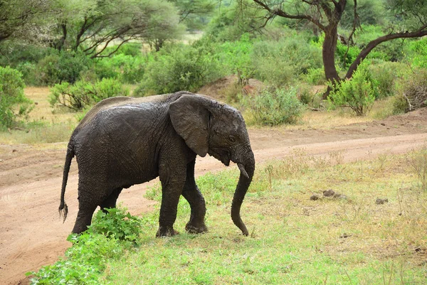 African elephant in Lake Manyara National Park Tanzania — Stock Photo, Image