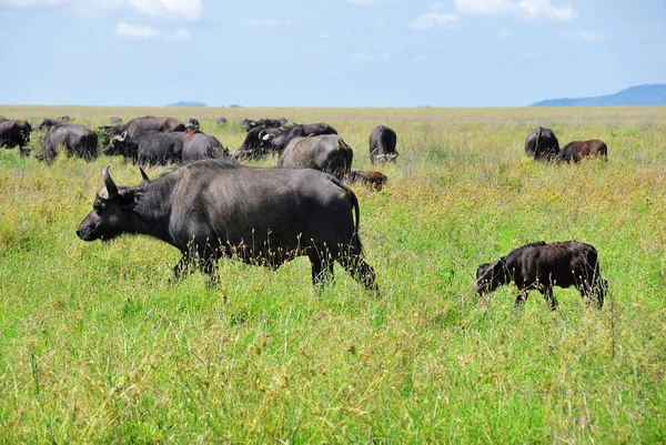 Manada de búfalos africanos, Tanzania, África — Foto de Stock