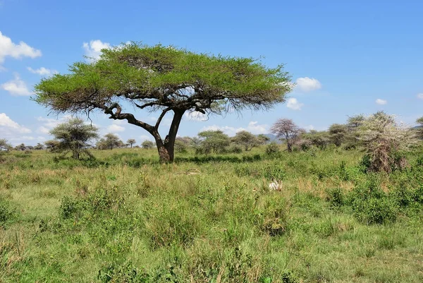 Serengeti national park landschap, Tanzania, Afrika — Stockfoto