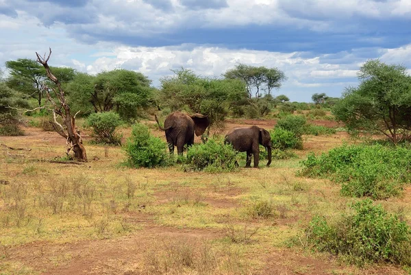 African elephants in Lake Manyara National Park Tanzania — Stock Photo, Image