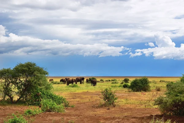 Lake Manyara národní Park Tanzanie — Stock fotografie