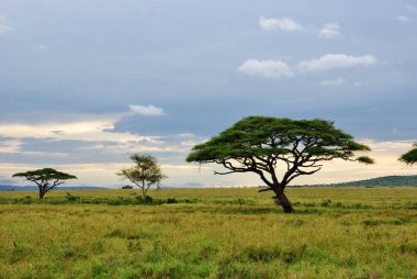 Serengeti Milli Parkı sahne, Tanzanya, Afrika