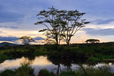 Serengeti Milli Parkı sahne, Tanzanya, Afrika