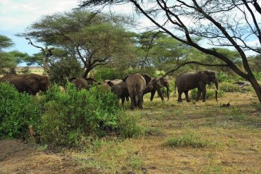African elephants in Lake Manyara National Park Tanzania clipart