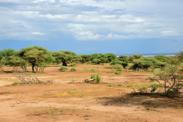 Göl: Manyara Milli Parkı Tanzanya — Stok fotoğraf