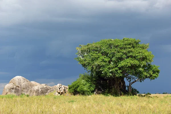 Paysage du parc national du Serengeti, Tanzanie, Afrique — Photo