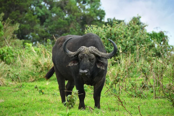 De Kafferbuffel, Tanzania, Afrika — Stockfoto