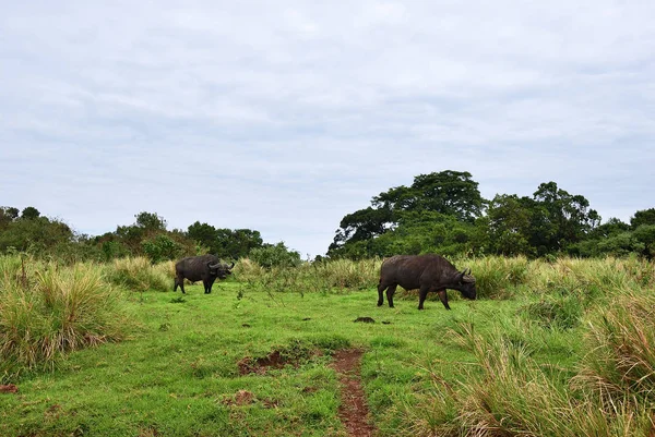 Afrikansk buffel, Tanzania, Afrika — Stockfoto