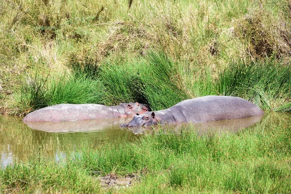 Två flodhästar i Tanzania, Afrika — Stockfoto