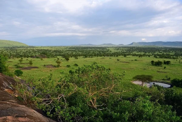 Serengeti, Tanzania, Afrika — Stockfoto