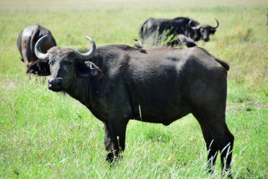 Afrika manda, Tanzanya, Afrika 