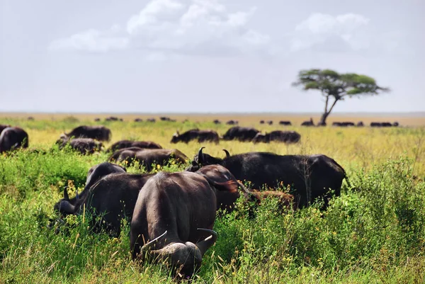 O búfalo africano, Tanzânia, África — Fotografia de Stock