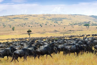 Büyük göç, Afrika yaban hayatı. Afrika, Kenya